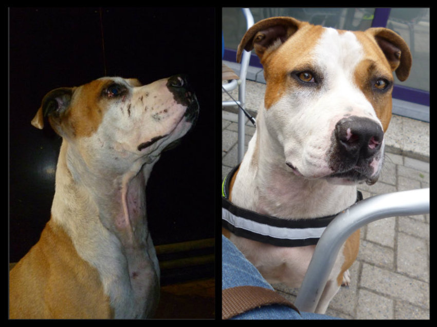 Voor en na foto van Alex. Dankzij Marie-Rose en het asiel is hij er weer helemaal boven op gekomen! Hij werd aangevallen door de andere hond in zijn ex adoptie gezin en zo terug gebracht.. 