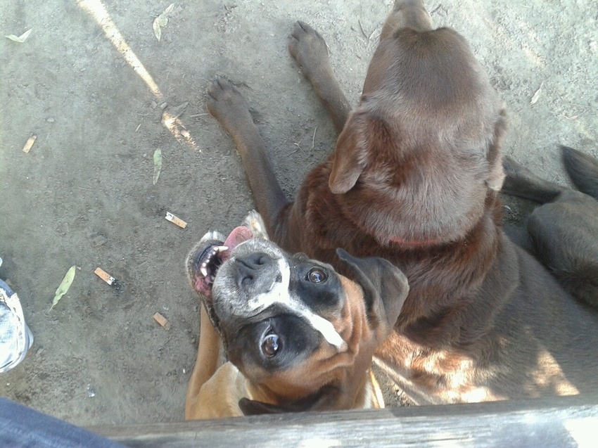Dit is Babs, onder het bankje, naast haar vriendin Labrador Thirza