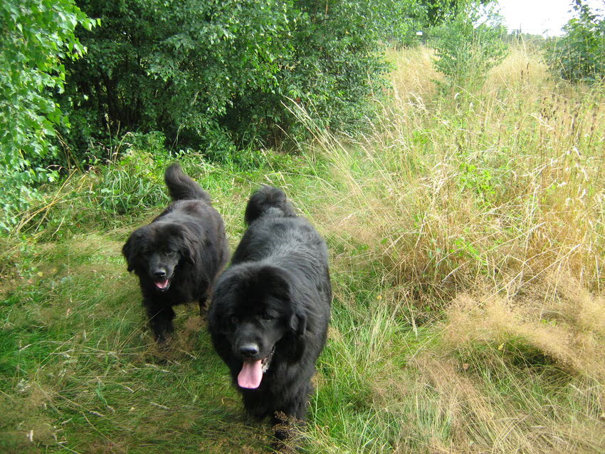 Foto van Tineke *Luna * Rambo (Brutus R.I.P)