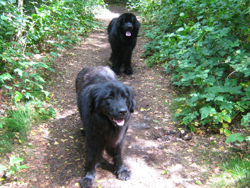 Foto van Tineke *Luna * Rambo (Brutus R.I.P)