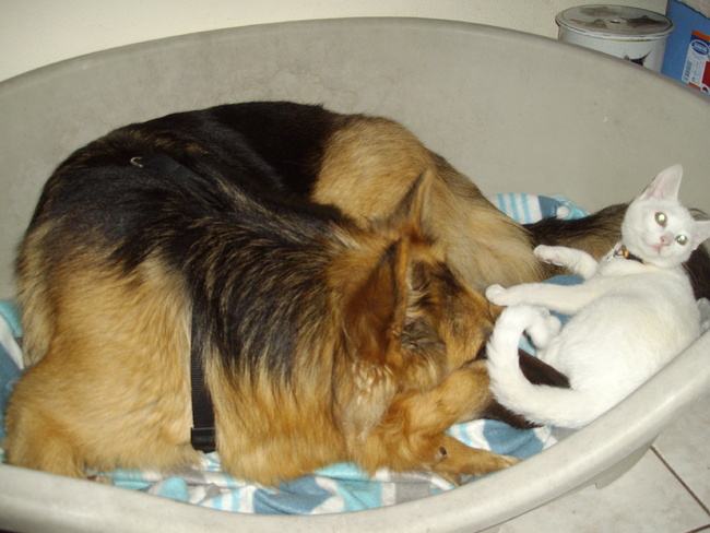 Met z'n tweetjes in de mand is veel gezelliger; Rosie en ons 4 maanden oude poesje Jody.