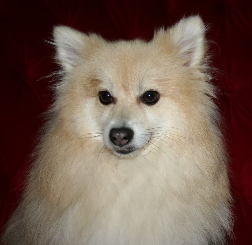 Goudje