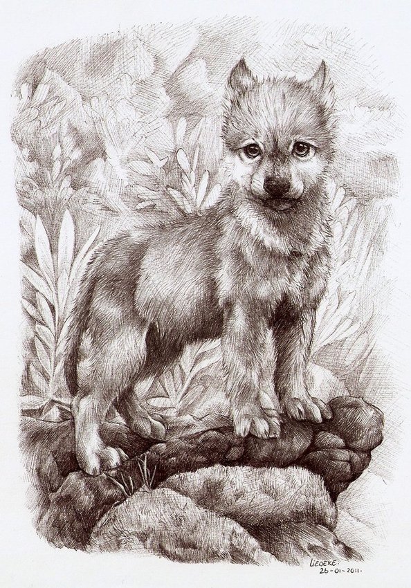 Nogmaals voor het kunsttopic, een wolfje getekend met balpen.