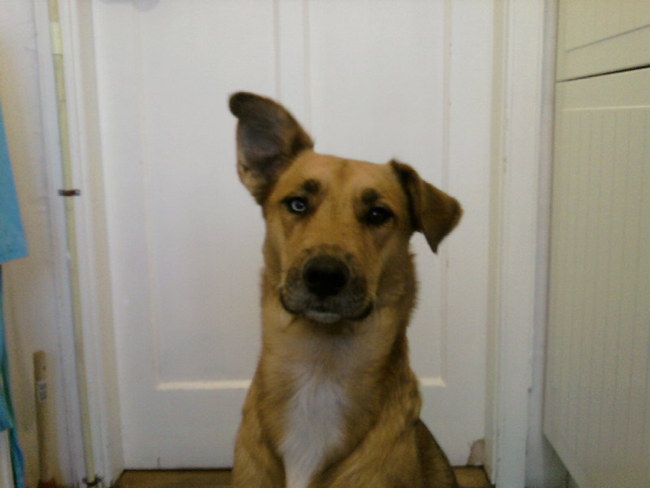 Perfect voor op je paspoort,want je hebt hier zeker niet gelachen.