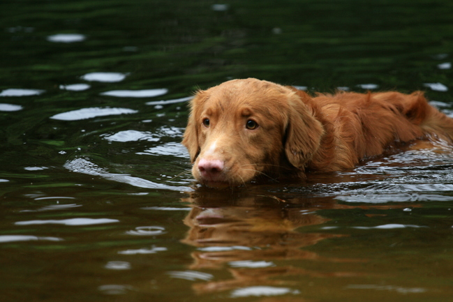 zwemmen in het meer van bronwater in de Vogezen!
www.infoleo.nl