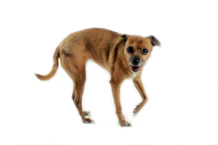 De fotoshoot van Estrella.
Was het oudste model wat Alma de fotograve tot nu toe heeft mogen fotograveren.