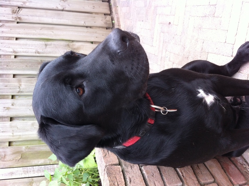 Onze Bailey op zijn 1e verjaardag! 