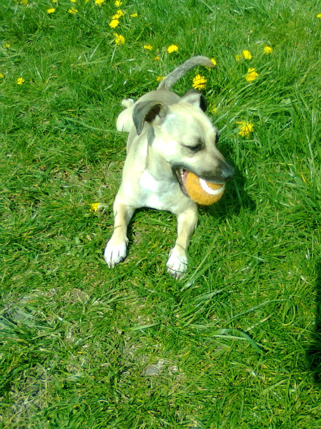 Haar geliefde tennisbal