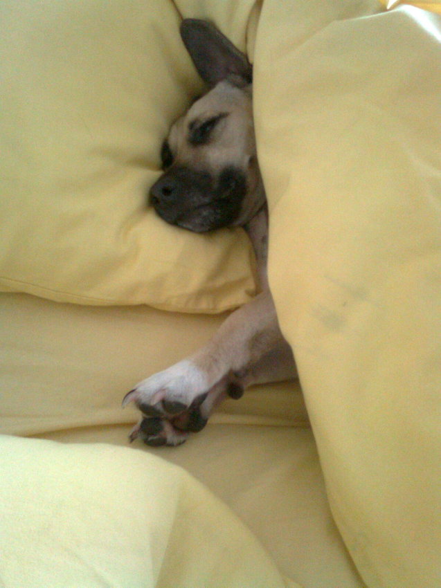 Moe van het spelen en nou lekker slapen