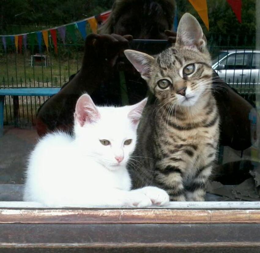 Onze 2katertjes... Danté en Apollo.
M'n dochtertje en ik hadden 3kittens gevonden in de hooistalling van onze pony. Geen moeder te zien....1tje (het tijgertje op de foto) zag er ook ondervoed uit en nieste enz. Was dus ziekjes. We hadden besloten om ervoor te zorgen dat deze kleine uk het ook zou halen. Ermee naar de DA en daar inentingen betaald en eten en ontworming. Maar het tijgertje wilde nog niet eten. Dus naar een kattenopvang in de buurt gebracht. Felientje http://kattenenkittens.wordpress.com/about/
Carla heeft een hele tijd goed voor de 3kittens gezorgd en het tijgertje erdoor gekregen en het witteke had wat leverproblemen, maar is er ook doorgekomen. Het waren 2katers en een kattin. We hebben de 2katertjes geadopteerd en hebben ze hier een mooi leventje. Het kattineke was ook snel geadopteerd en heeft ook een goed leven. Eind goed al goed. :)