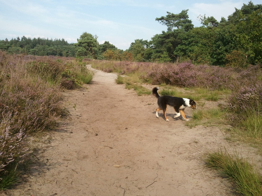 Laatste week augustus met Cody in de bossen bij Nuenen.