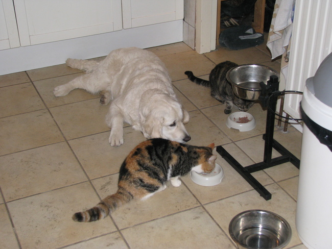 eten van de katten stelen is ook erg leuk