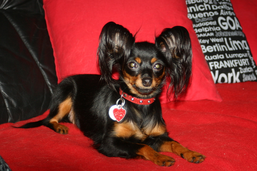 dit is mama lima en twee van haar pups van haar tweede nestje nu