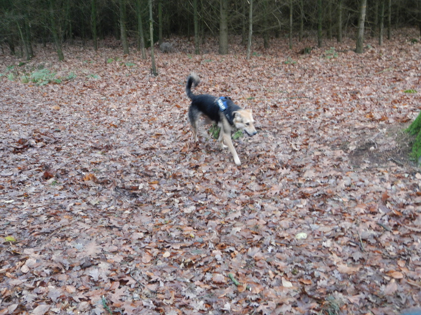 HP wandeling 8 december 