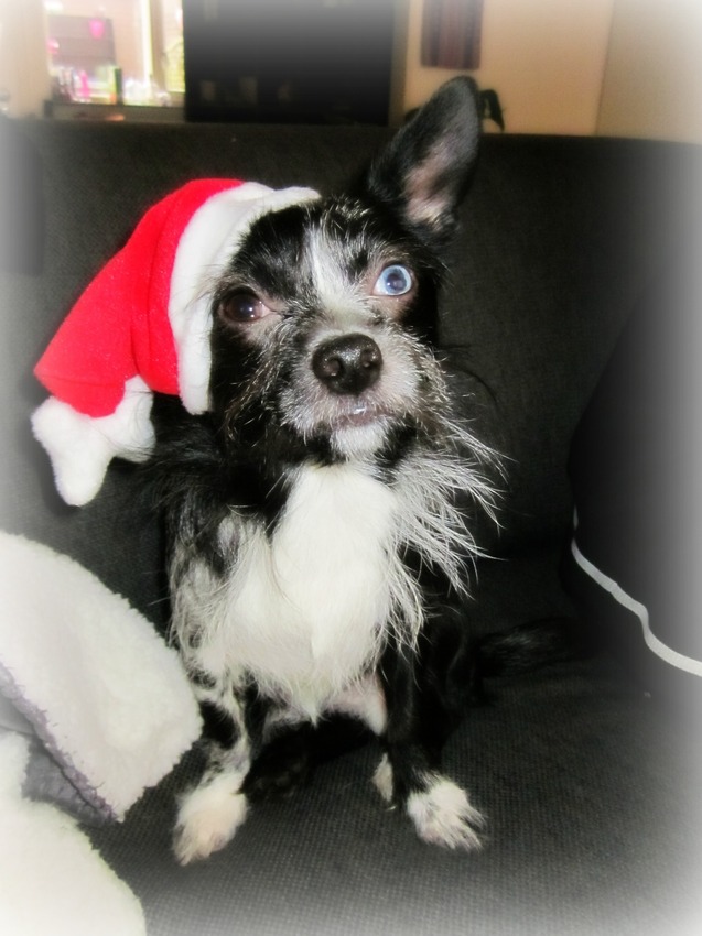 Bowie met zijn nieuwe kerstmuts hihi