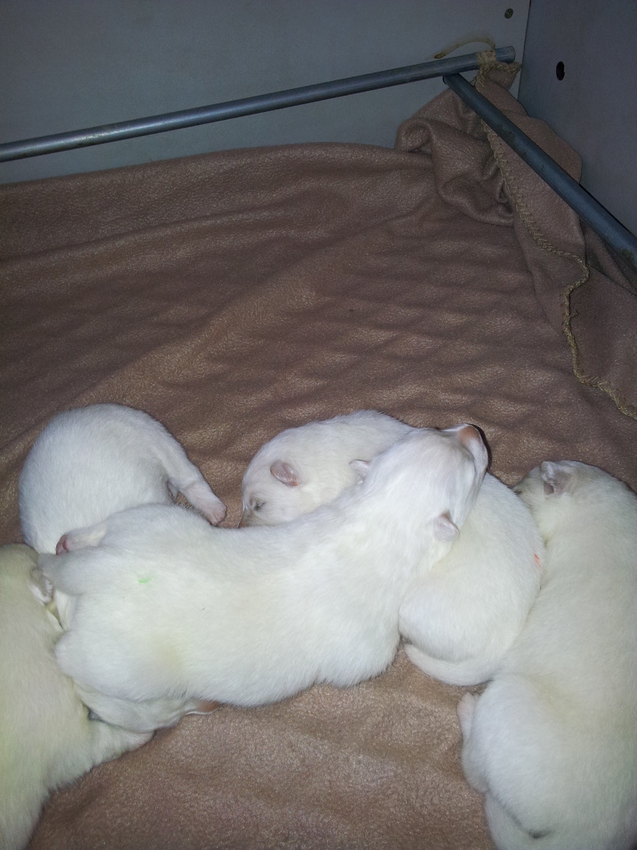  Maya bovenop, 1 week oud:-)