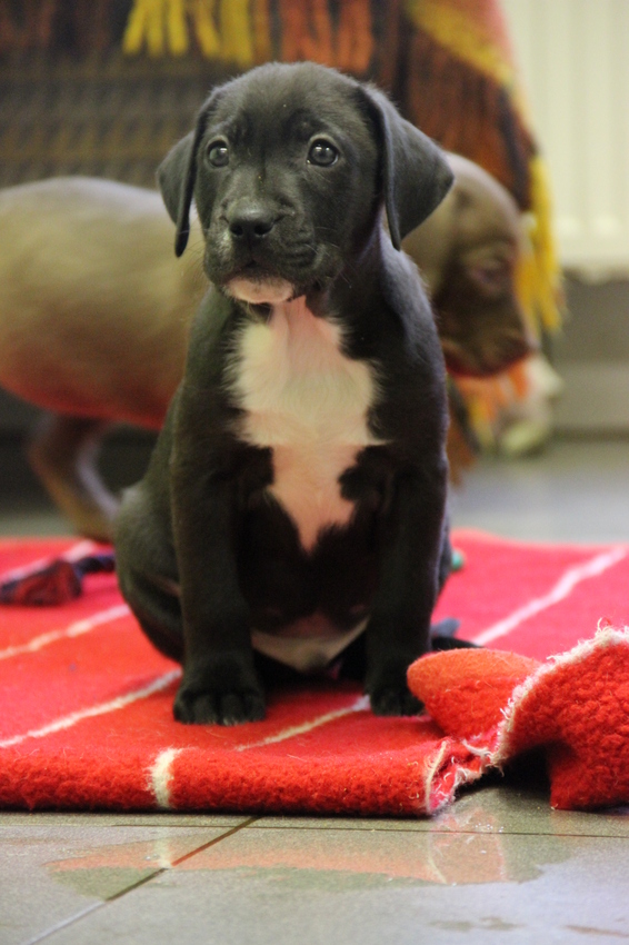 Mijn lieveling van de stafford pups in het asiel! 