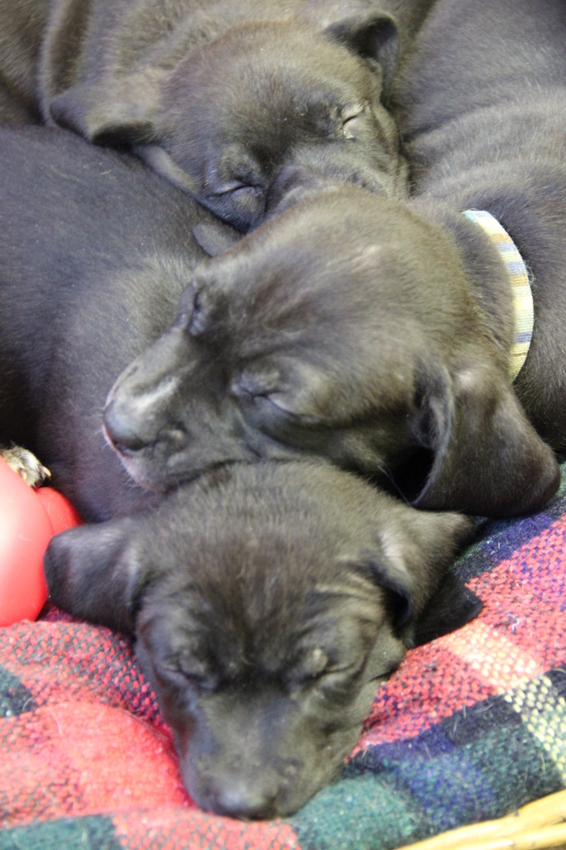 3 slapende pups op een rij! 