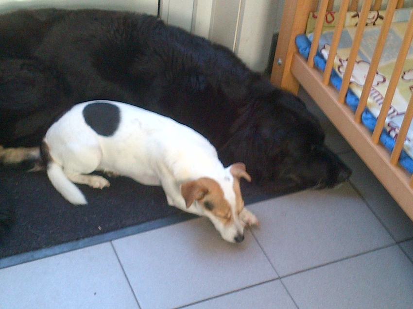 mijn lieve (overleden leika, de grote hond) en onze Luna (de jack russel) samen aan het knuffelen