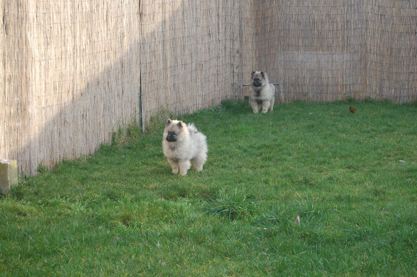 2 pups spelend in de tuin