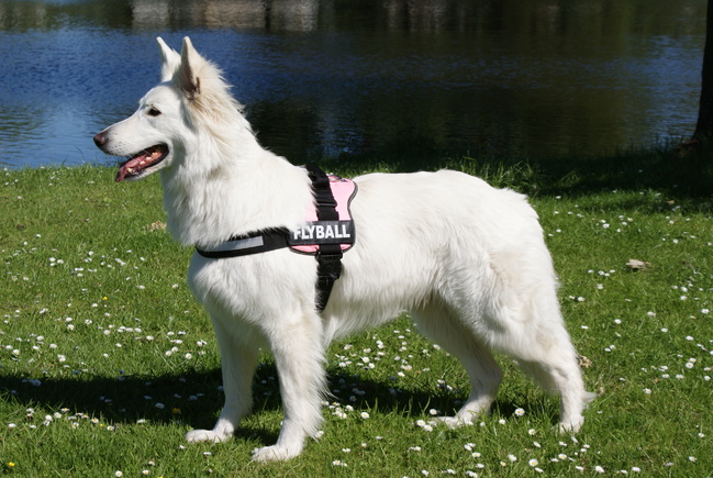 Chara onze vrolijke stuiterbal die energie heeft voor 10.