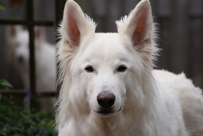 Camacho onze 'stoere' jongen