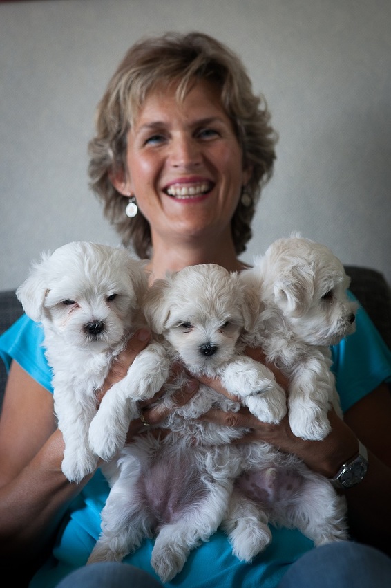 Desi,s pups, augustus 2013
