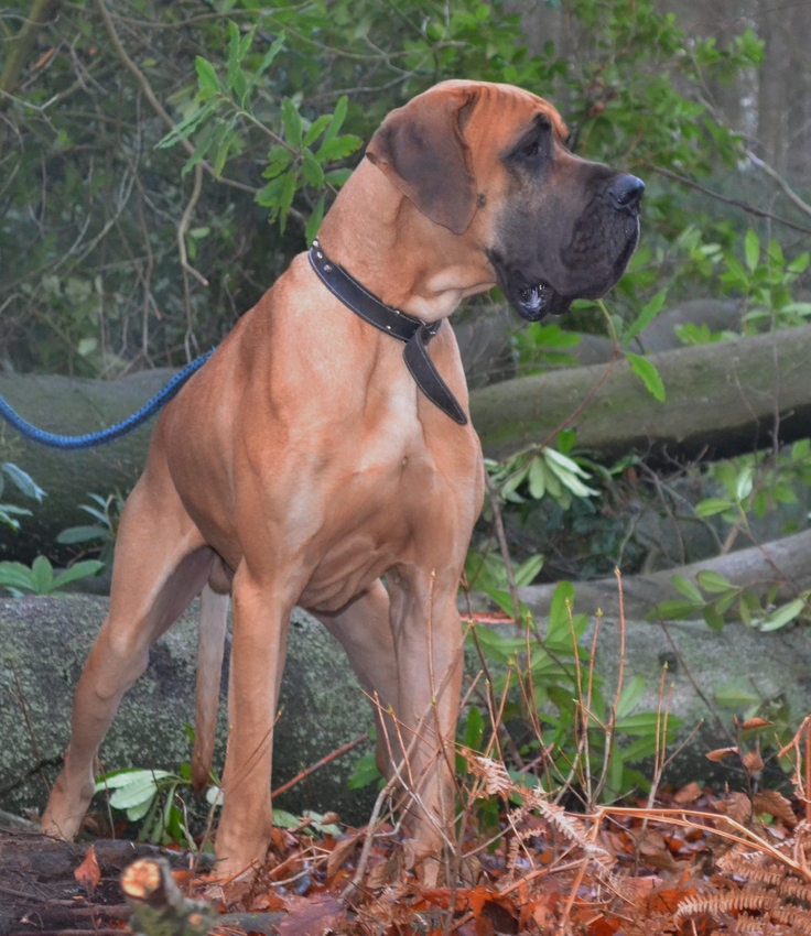 jack sparrow von haus tiefenbach 