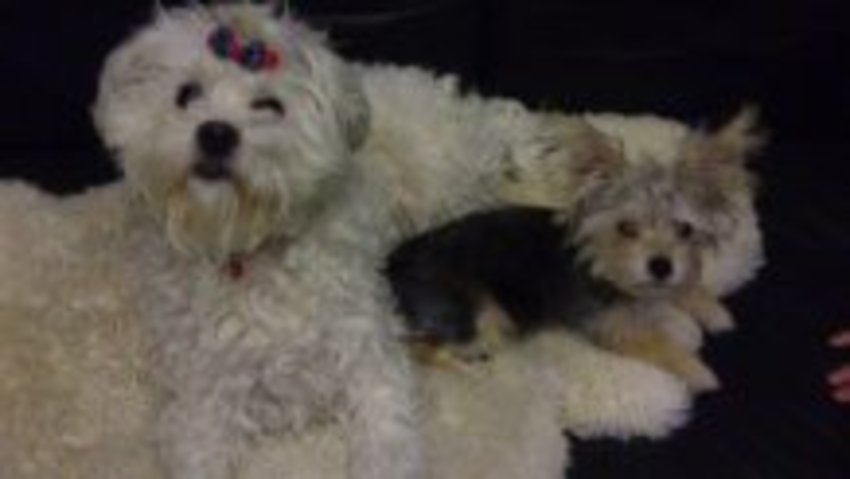 Dit zijn men 2 hondjes, een maltezer(kruising met een poedel)3j en zij heet luna en zij weegt 6,950kg. De kleinste is een yorkshire(kruising met een maltezer)6maand en hij heet Kito. Hij weegt 1,150kg.Allebei zijn ze heel lief hoor. Wij krijgen er ook veel liefde van. groetjes en pootjes 