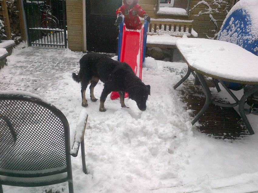 onze leika (R.I.P) in de sneeuw spelen