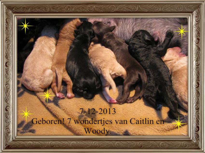 onze 2e doodle Mona is op 31 januari op 8 weken oude leeftijd hier gekomen.