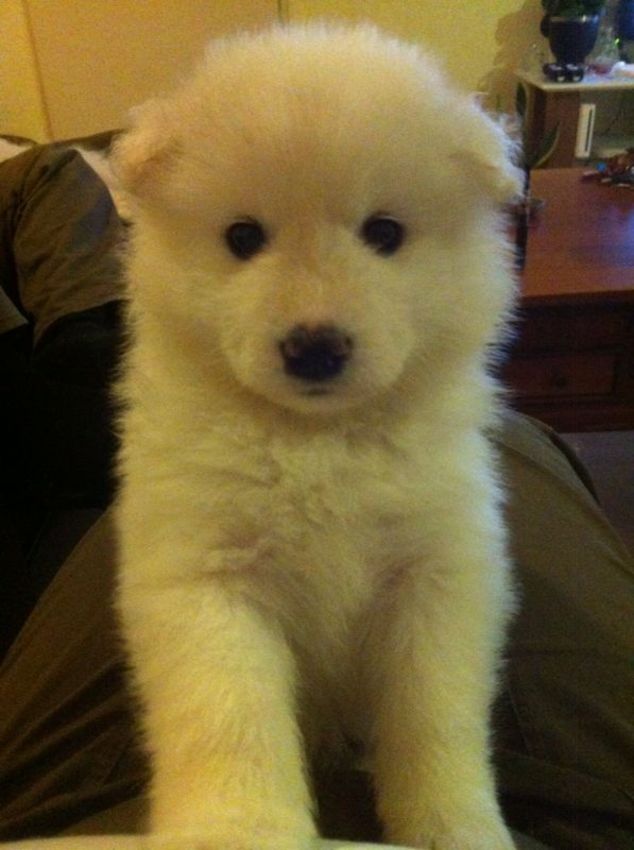 Puppy Zabou word al een echte Dame!