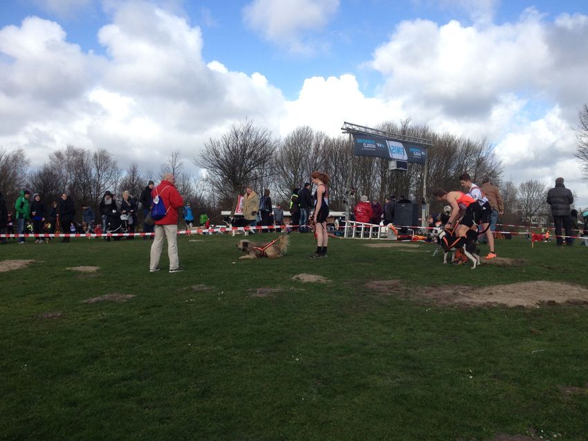 canicross zaandam, wachten op start. 