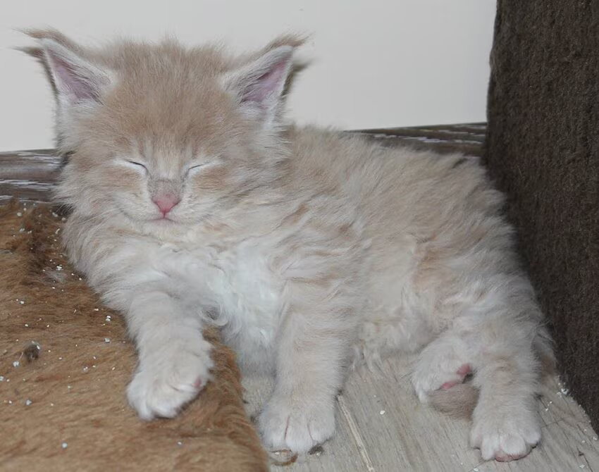Alpha Wolf 4 weekjes