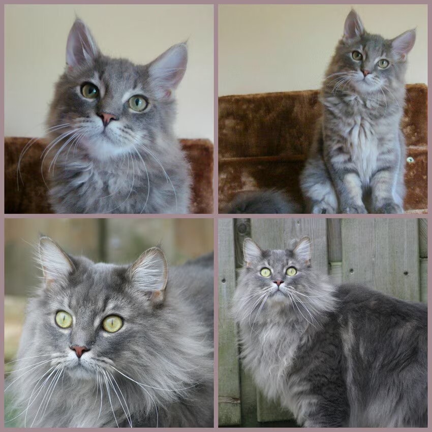 Wollie de Wolf 17 Weken & 22 Maanden