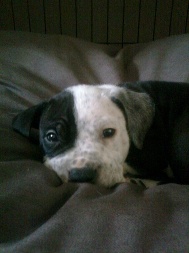 Bandit