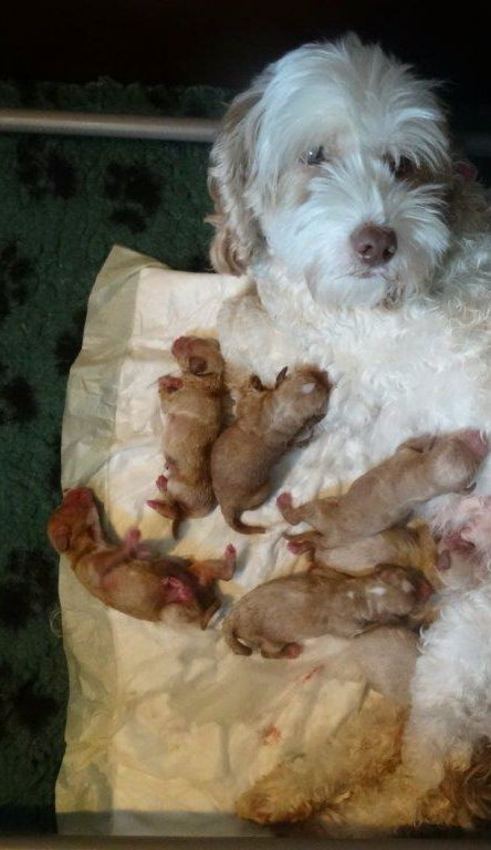 Mama Bella met haar doodle puppy's