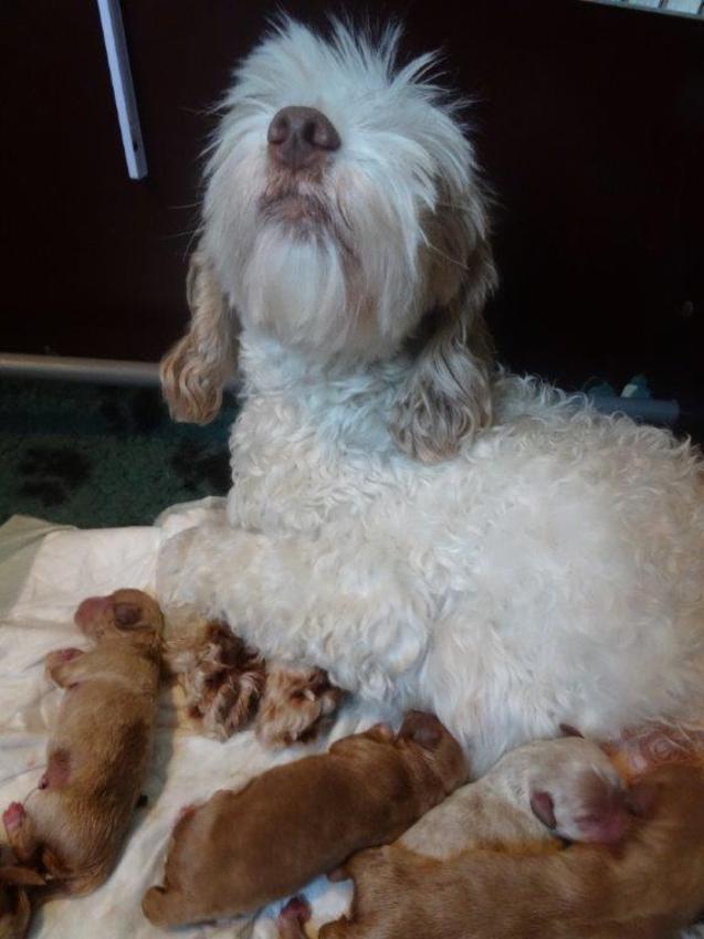 Mama Bella met haar puppy's
