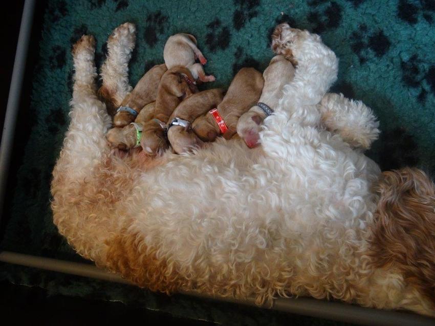 Drinken bij mama Bella