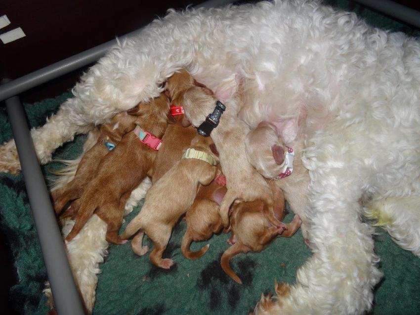 Mama Bella en haar puppy's