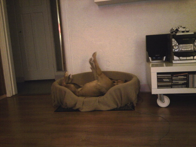  Solo Synchroon zwemmen in de mand.