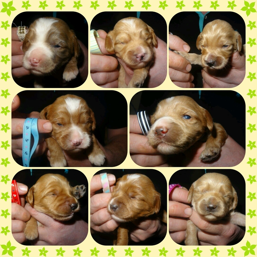 Collage puppy's 2 weken oud!