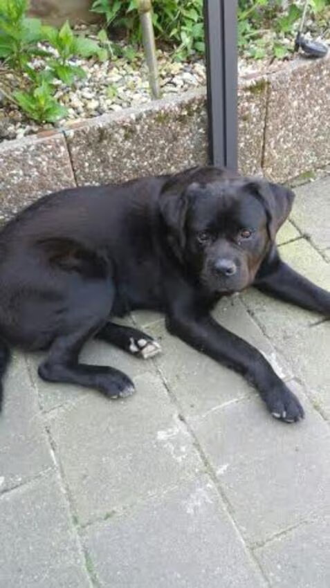 Foto van Tineke *Luna * Rambo (Brutus R.I.P)