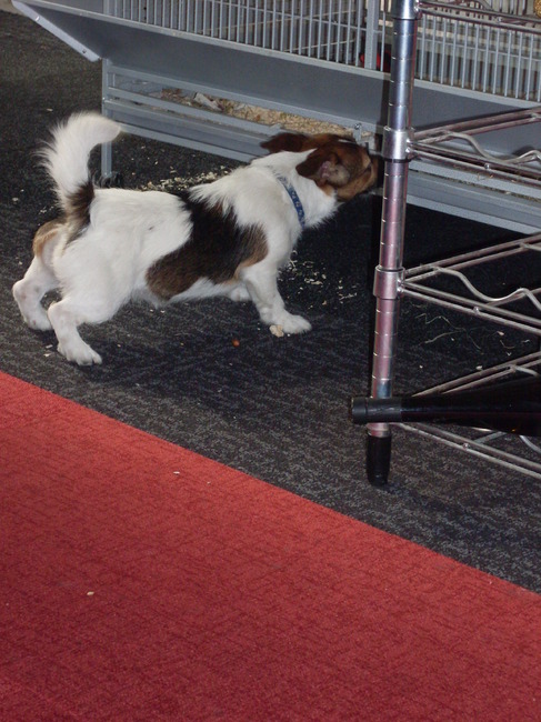 hier is ze aan het spelen met de papegaaien van me vader