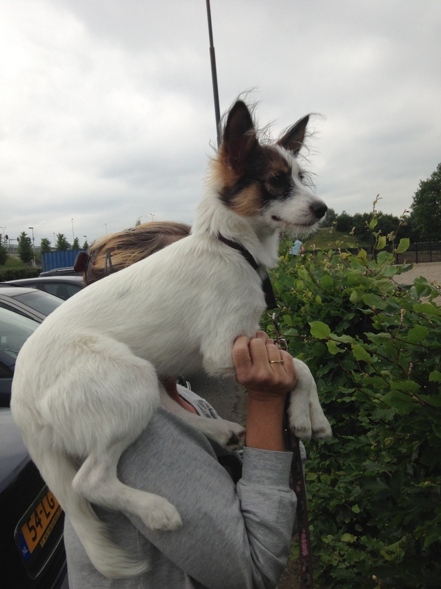 Kijken bij het paardrijden