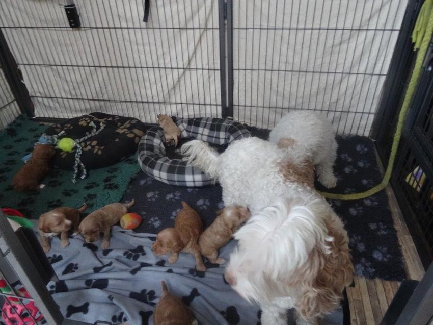 In de ren. Wereld wordt steeds groter.