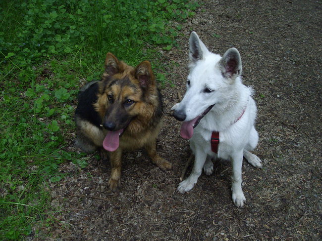 Rosie en haar vriendin Yennah (witte herder)