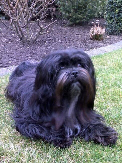 dit is onze tweejarige gessy.een schat van een hondje