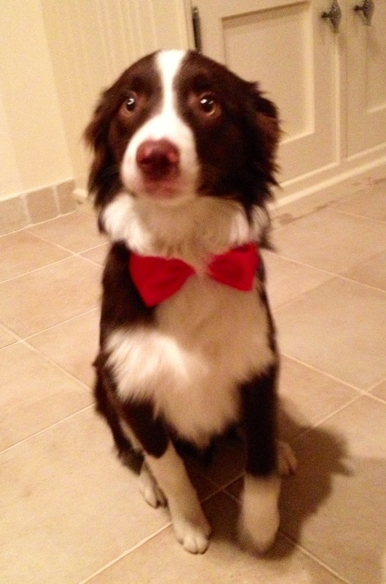 Kleine Filou met kerst