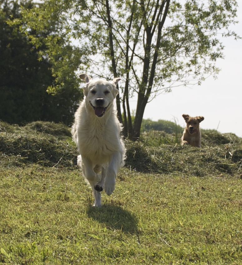 Mojo en Hope 18 mei 2014